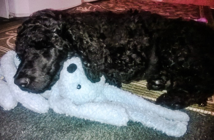Amadeus and his favourite cuddly toy, Blue